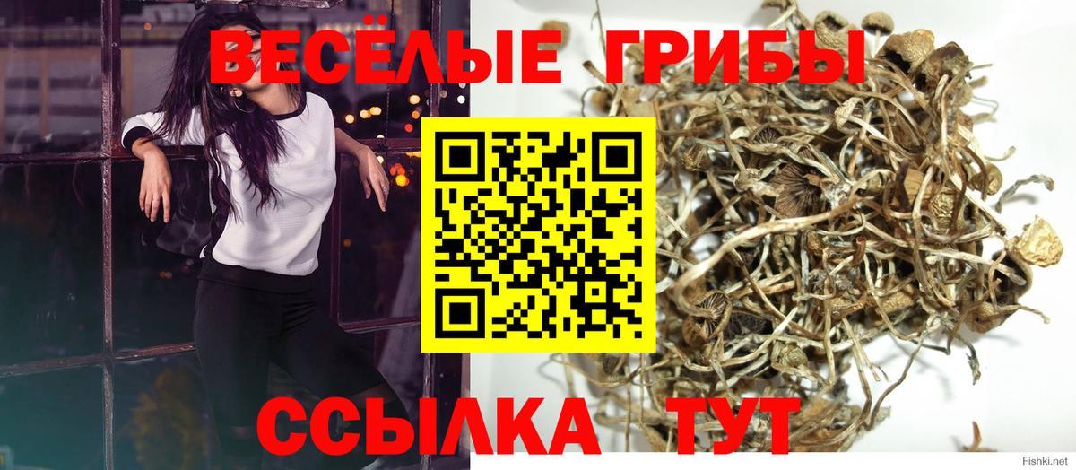 Псилоцибиновые грибы мицелий Гай